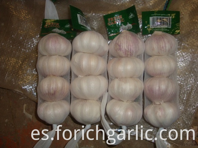 Normal White Garlic